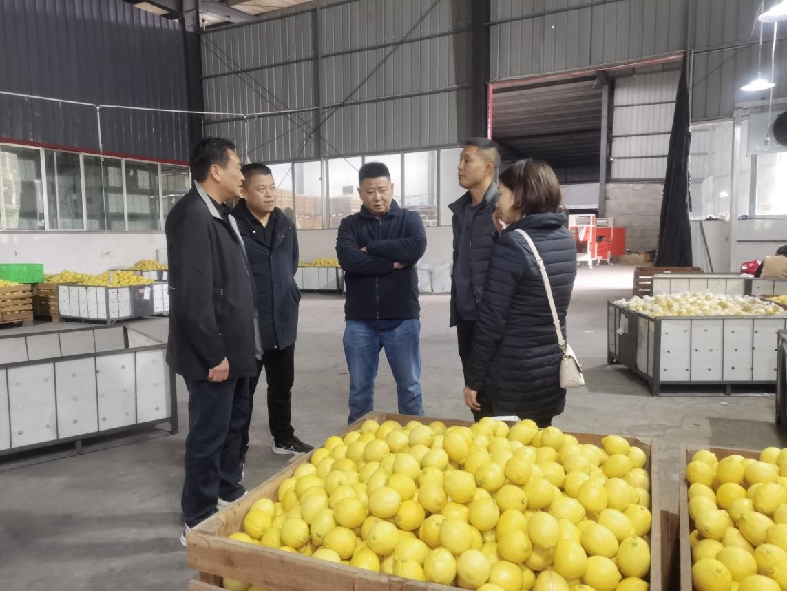 調(diào)研檸檬之都，探尋水果合作機(jī)遇